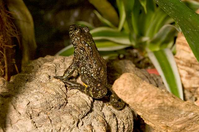 FH_081110_6913.jpg - Bombina orientalis, vuurbuikpad