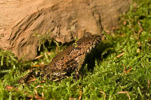 FH_081110_6937.jpg - Bombina orientalis, vuurbuikpad