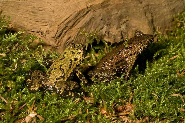 FH_081110_6939.jpg - Bombina orientalis, vuurbuikpad