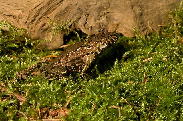 FH_081110_6940.jpg - Bombina orientalis, vuurbuikpad