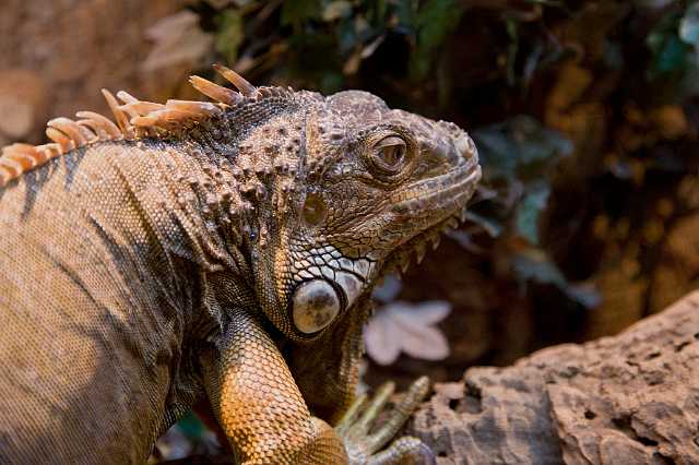 FH_081110_7021.jpg - Iguana iguana, groene leguaan