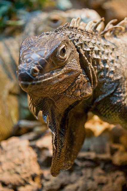 FH_081110_7023.jpg - Iguana iguana, groene leguaan