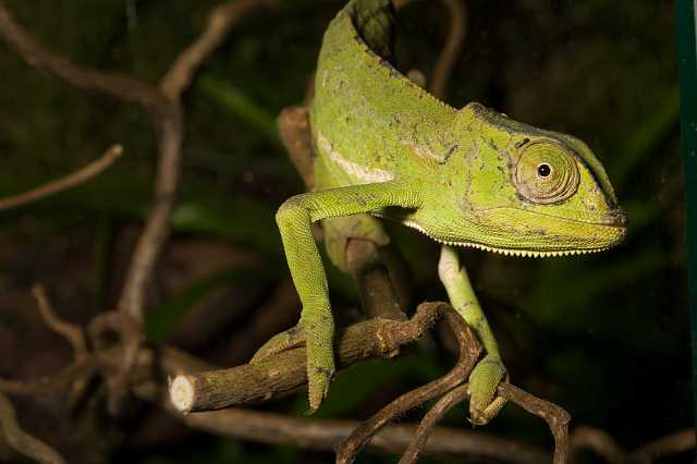 FH_090516_7791.jpg - Chameleo senegalensis