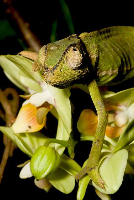 FH_090516_7795.jpg - Chameleo senegalensis