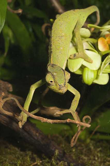 FH_090516_7797.jpg - Chameleo senegalensis