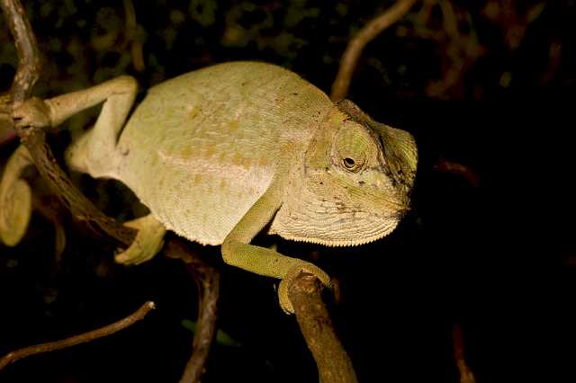 FH_090516_7866.jpg - Chemaleo senegalensis