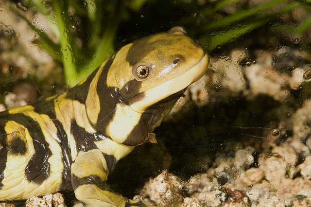 FH_090621_8633.jpg - Anbystoma tigrinium, Tijgersalamander