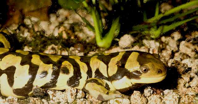 FH_090621_8634.jpg - Anbystoma tigrinium, Tijgersalamander