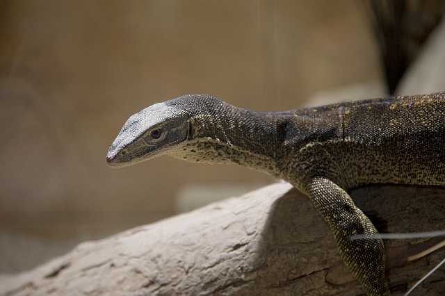 FH_090803_9059.jpg - Varanus bengalensis