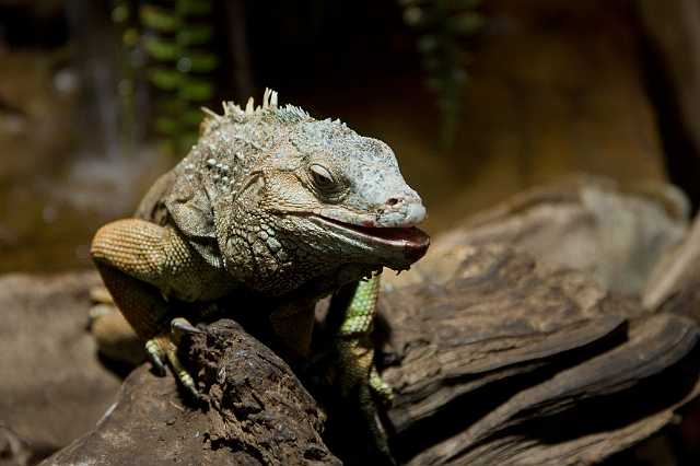 FH_090803_9072.jpg - Iguana iguana; Groene leguaan