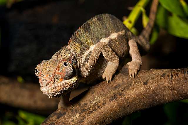 FH_091010_9561.jpg - Furcifer pardalis; Panterkameleon