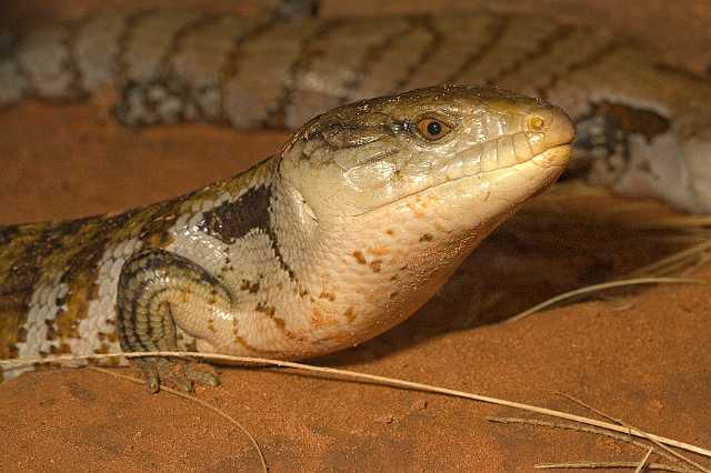 FH_091014_9640.jpg - Tiliqua scincoides (Blauwtongskink)