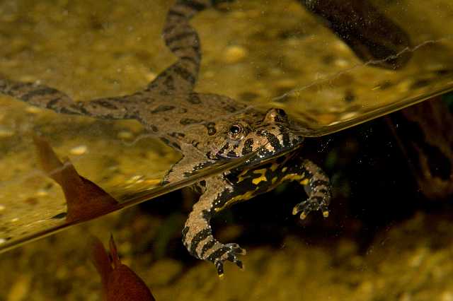 FH_091014_9749.jpg - Bombina orientalis (Chinese vuurbuikpad)