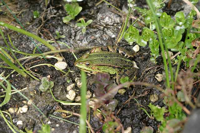 FH_VV_0026.JPG - Rana esculenta