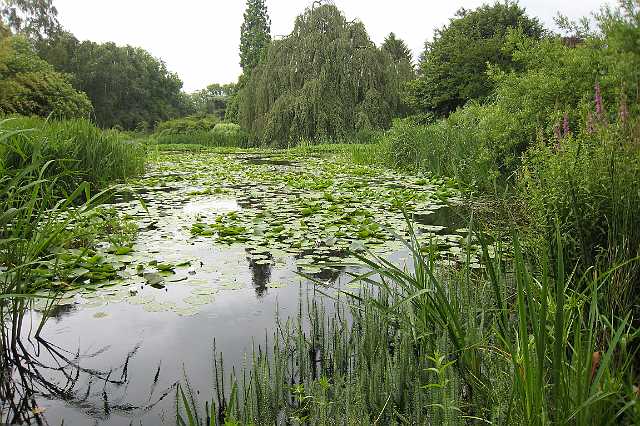 FH_VV_IX_0600(kalmthout).jpg - Arboretum Kalmthout