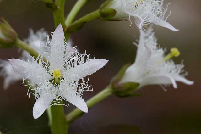 FH_090501_7733.jpg - Menyanthes trifoliata (waterdrieblad)