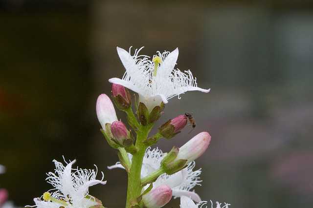 FH_090501_7737.jpg - Menyanthes trifoliata (waterdrieblad)