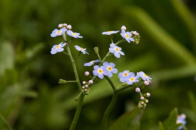 FH_090523_8164.jpg - Englefield Green - Surrey - The Savill Garden - Myosotis palustris - Moerasvergeet-mij-niet