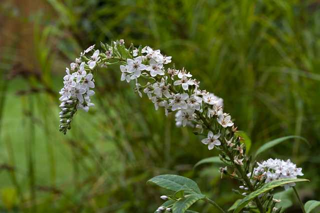 FH_090802_8900.jpg - Lysimachia clethroides; Wederik