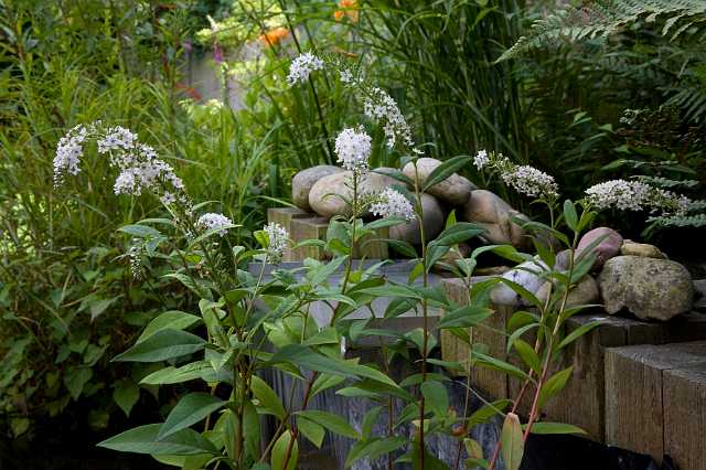 FH_090802_8902.jpg - Lysimachia clethroides; Wederik