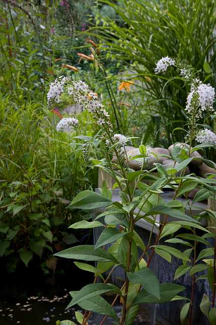 FH_090802_8903.jpg - Lysimachia clethroides; Wederik