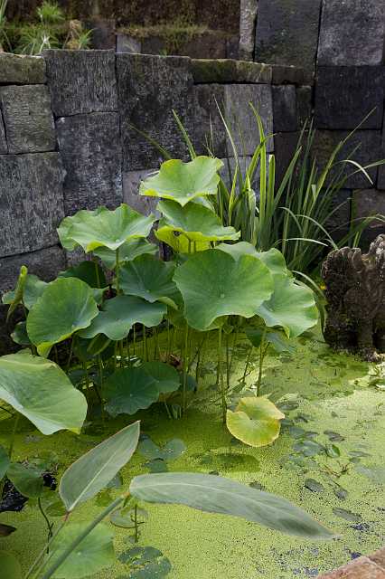 FH_090803_9039.jpg - Nymphaea lotus