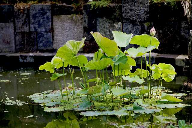 FH_090803_9040.jpg - Nymphaea lotus