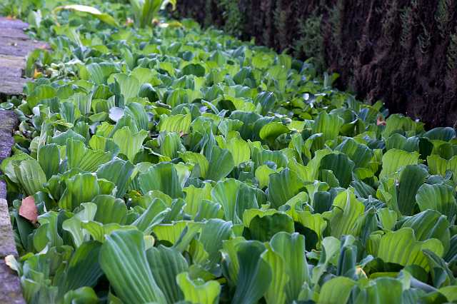 FH_090803_9041.jpg - Pistia stratiotes; Mosselplant