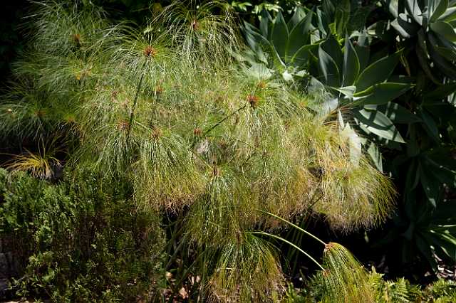 FH_110509_17515.jpg - Madeira - Jardim Botanico