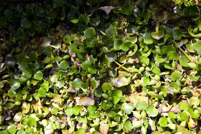 FH_110509_17516.jpg - Madeira - Jardim Botanico