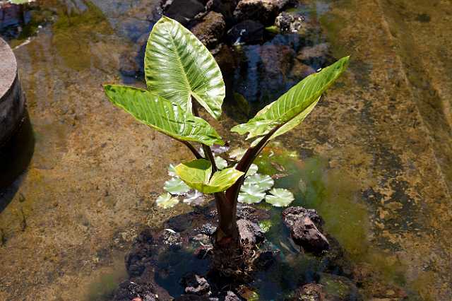 FH_110509_17549.jpg - Madeira - Jardim Botanico