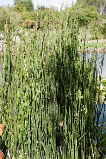 FH_110611_18846.jpg - Holpijp (Equisetum fluviatile)