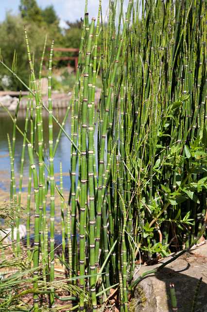 FH_110611_18847.jpg - Holpijp (Equisetum fluviatile)