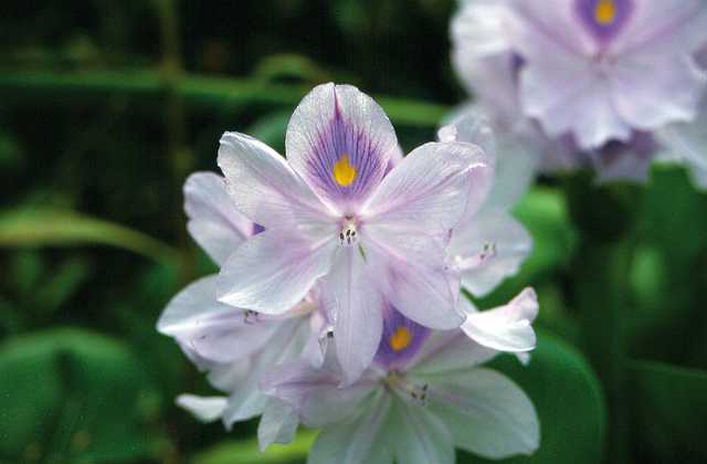 FH_Eichhornia_crassipes_004.jpg