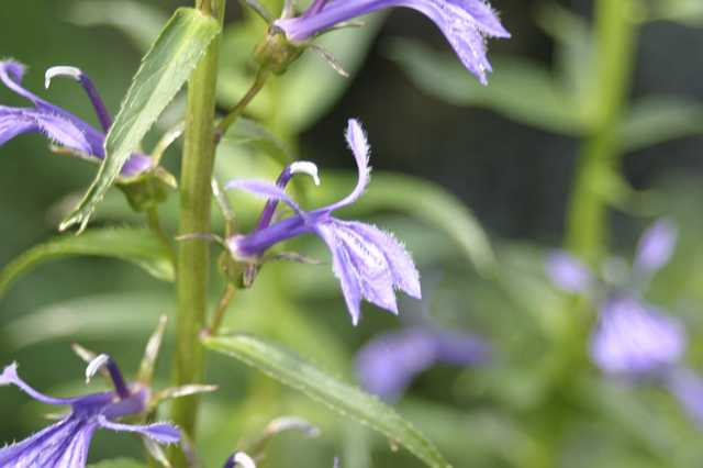 FH_VP_0002.JPG - Lobelia siphilitica (Virginische waterlobelia)