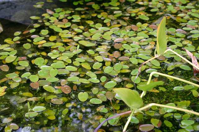 FH_VP_0022.JPG - Potamogeton natans (Drijvend fonteinkruid)