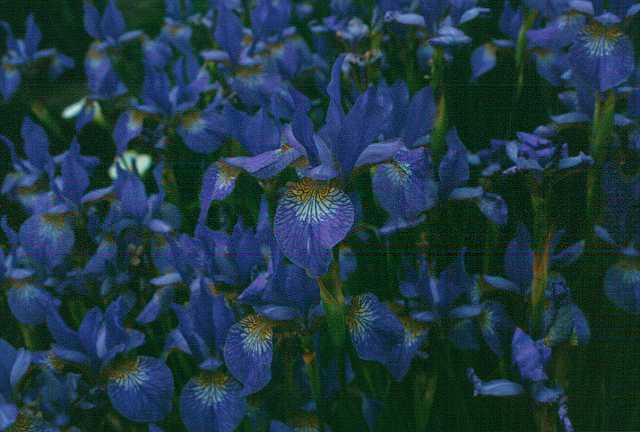 FH_VP_0024.jpg - Iris japonica