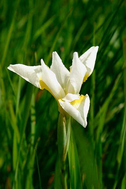 FH_VP_0039.jpg - Iris laeviegata "Snow drift" (Witte Iris)