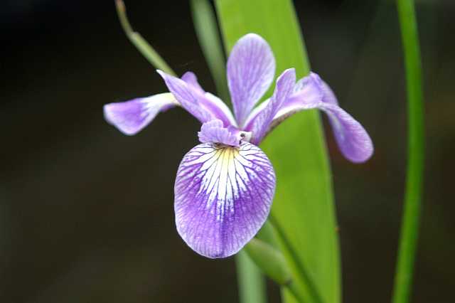 FH_VP_0112.jpg - Iris laevigata "Variegata" (Bont Lis)