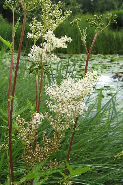 FH_VP_0598(moerasspiraea).jpg