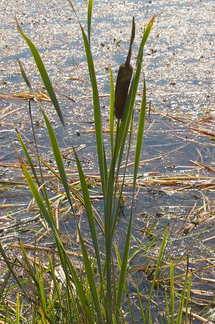 FH_VP_1884(lisdodde).jpg - Typha latifolia (grote lisdodde)