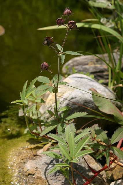 FH_VP_3928(wateraardbei).jpg - wateraardbei