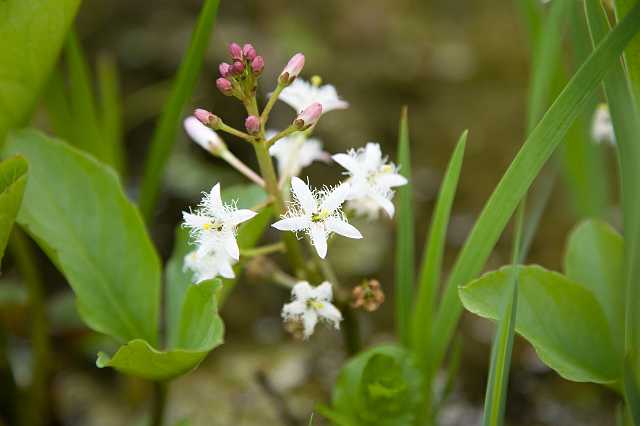 FH_VP_5314.jpg - Menyanthes trifoliata - Waterdrieblad