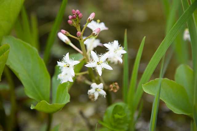 FH_VP_5315.jpg - Menyanthes trifoliata - Waterdrieblad