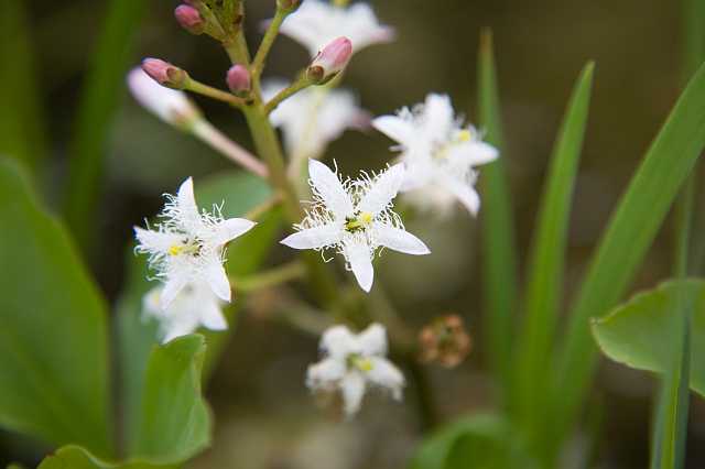 FH_VP_5316.jpg - Menyanthes trifoliata - Waterdrieblad