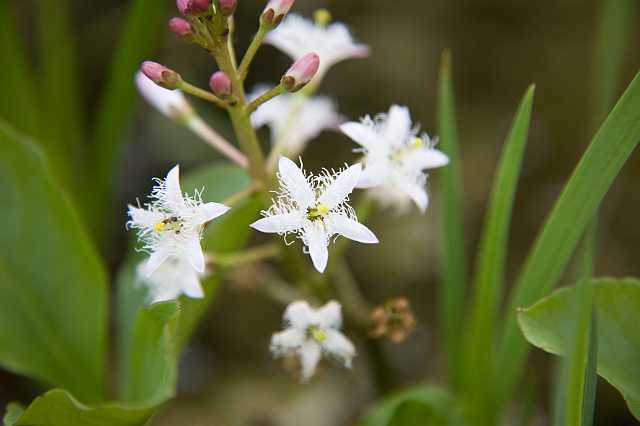 FH_VP_5317.jpg - Menyanthes trifoliata - Waterdrieblad