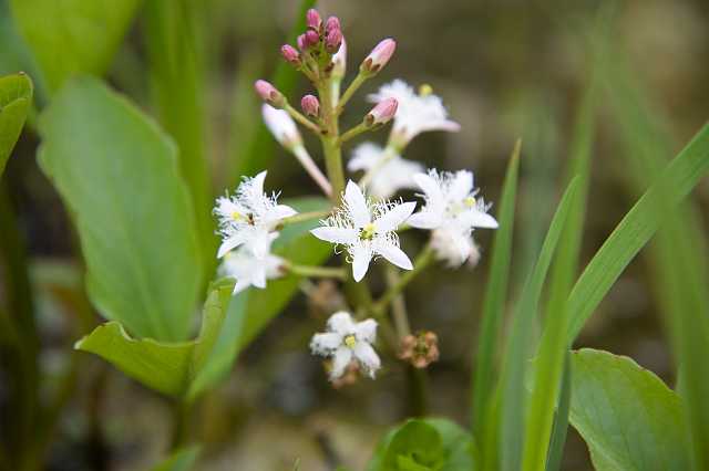 FH_VP_5318.jpg - Menyanthes trifoliata - Waterdrieblad