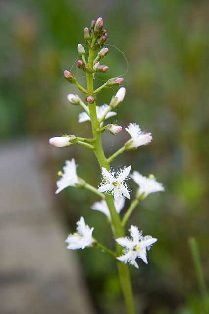 FH_VP_5319.jpg - Menyanthes trifoliata - Waterdrieblad