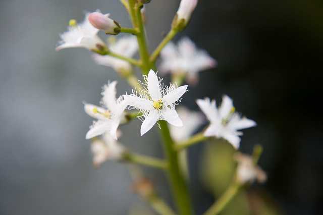 FH_VP_5320.jpg - Menyanthes trifoliata - Waterdrieblad